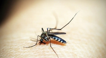 Brasil soma mais de 500 mil casos de dengue; queda de quase 70%